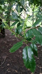 Prunus lusitanica