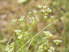 Valerianella rimosa