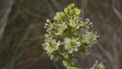 Toxicoscordion venenosum venenosum