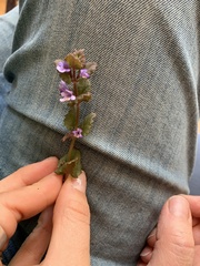 Glechoma hederacea
