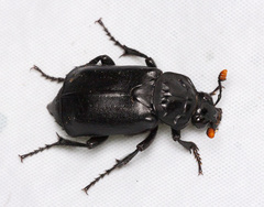 Nicrophorus nigrita