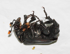 Nicrophorus nigrita
