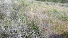 Toxicoscordion venenosum venenosum