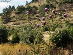 Onopordum cynarocephalum