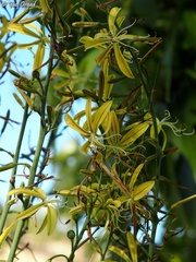 Asphodeline brevicaulis