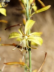 Asphodeline brevicaulis