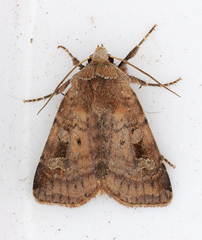 Diarsia esurialis