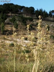 Asphodeline brevicaulis