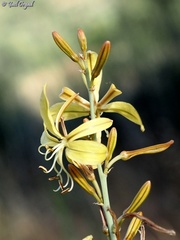 Asphodeline brevicaulis