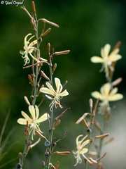 Asphodeline brevicaulis