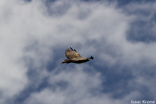 Red-tailed Hawk photographed in Utah