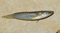 Aplocheilus