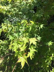 Acer palmatum