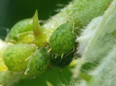Aphis ruborum