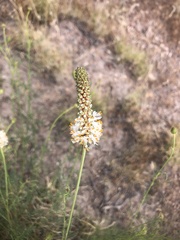 Dalea candida oligophylla