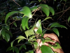 Verrucosa scapofracta