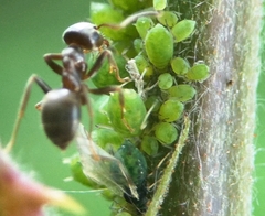 Aphis ruborum