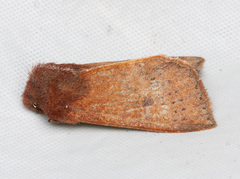 Orthosia transparens
