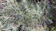 Lupinus excubitus austromontanus