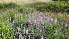 Lupinus excubitus austromontanus