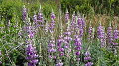 Lupinus excubitus austromontanus