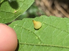 Celticecis spiniformis