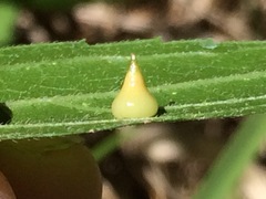 Celticecis spiniformis