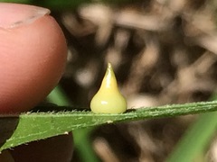 Celticecis spiniformis