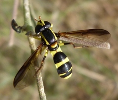 Xanthogramma marginale