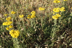 Achillea arabica