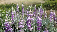 Lupinus excubitus austromontanus
