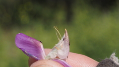 Lupinus excubitus austromontanus