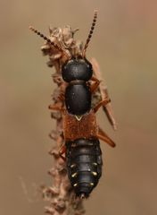 Staphylinus erythropterus