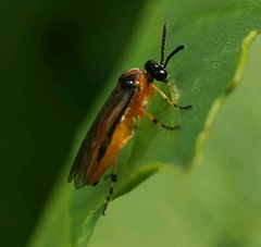 Athalia rosae