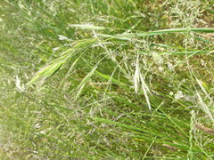 Bromus sitchensis