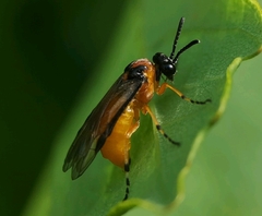 Athalia rosae