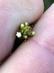 Thesium spicatum