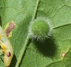 Celticecis pubescens