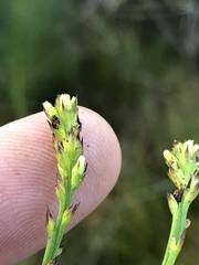Thesium spicatum