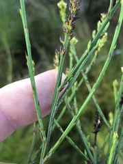 Thesium spicatum