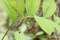 Polygonatum