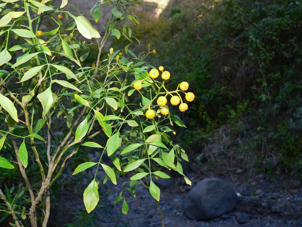 Ruda canaria