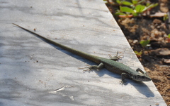 Podarcis virescens