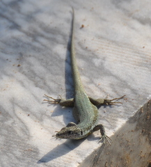 Podarcis virescens