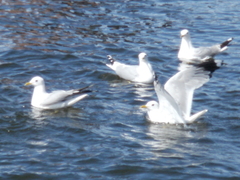 Larus canus