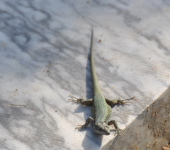 Podarcis virescens