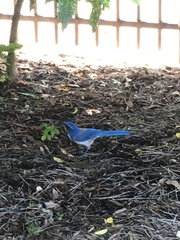 Aphelocoma californica