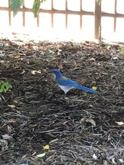 Aphelocoma californica