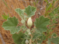 Malvella leprosa