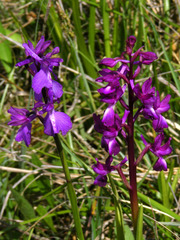 Anacamptis